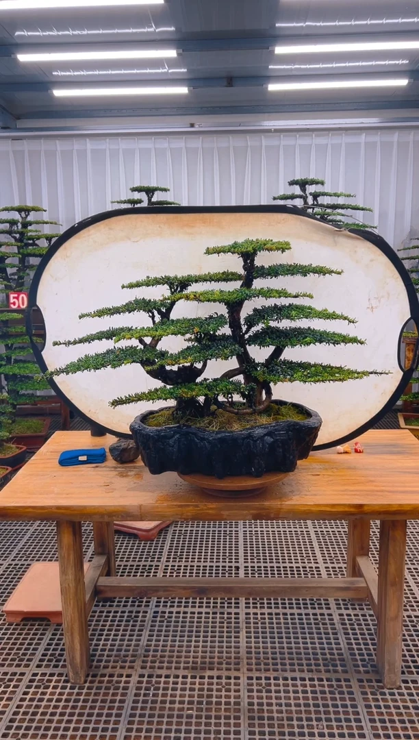 【闪购商品】紫砂精品盆景直播间一物一拍