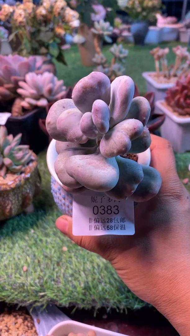 0383aa（满28包邮发货）