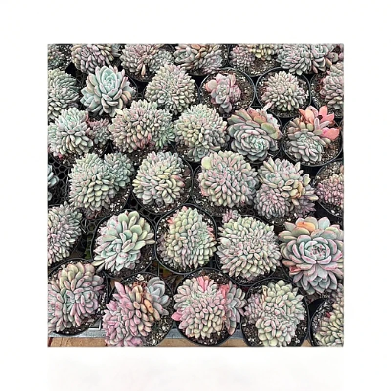 植迷园艺多肉植物3月8日爱丽儿缀
