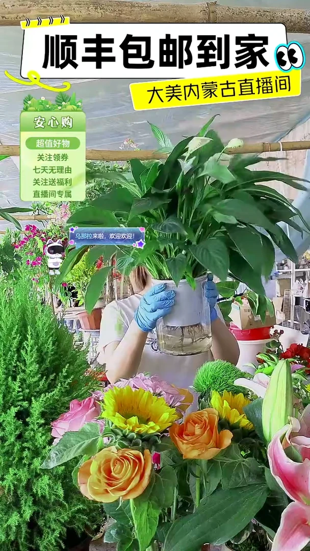 完全开放水培白掌
