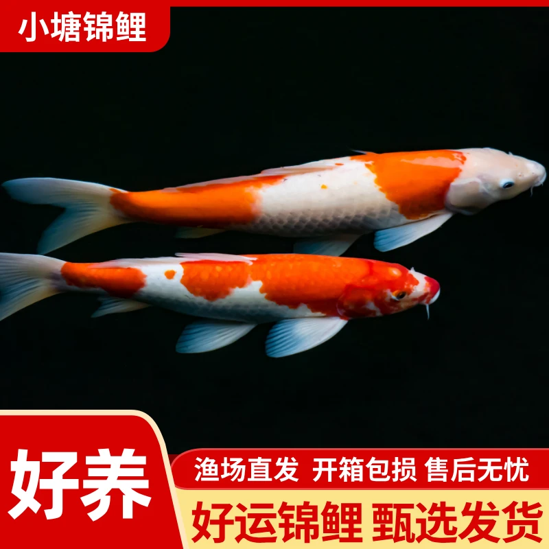 24-28锦鲤活鱼观赏鱼红白三色锦鲤鱼冷水淡水观赏鱼好养耐活锦鲤