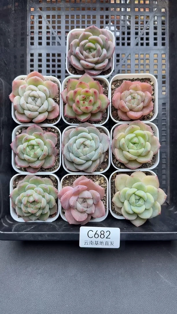 珍妮杂技多肉C682