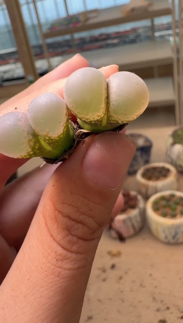 锦**月美丽的肉石头16-105