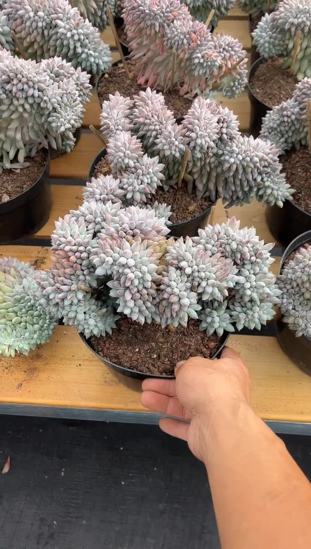 所罗门树缀