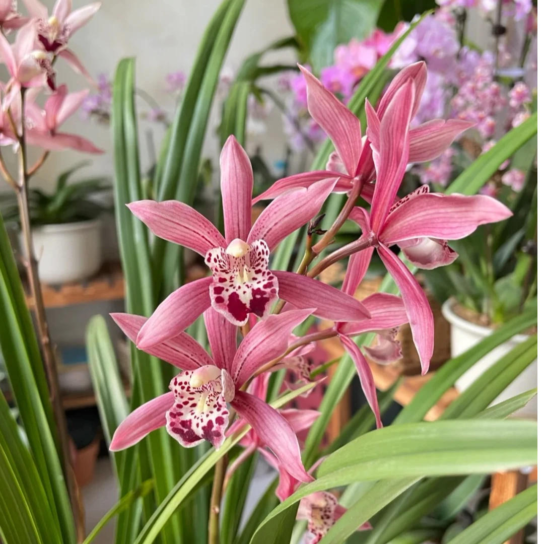 蜜蜂兰（花漂亮，花香，4-8月份开花）易养活