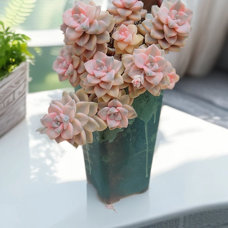 【新老粉福利】12# 美杏锦群生精品多肉脱土裸根