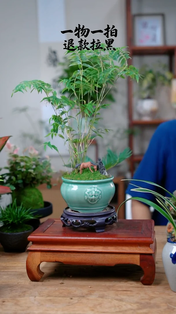 完全开放钱**量397竹子