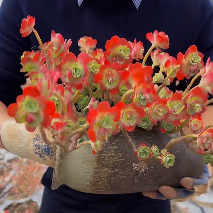 零花钱多肉地栽圆叶薄化妆公园多肉植物老桩