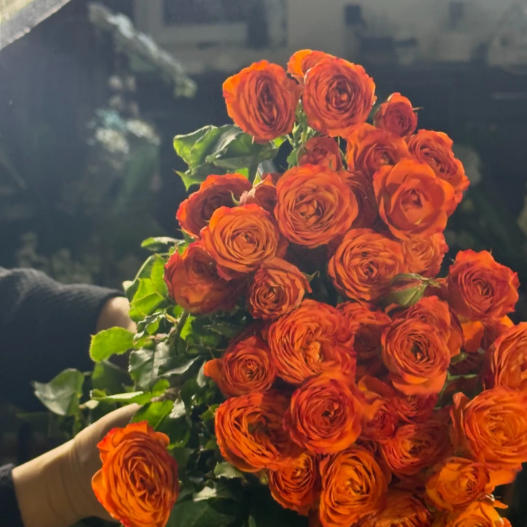 玫瑰花橙芭比10支