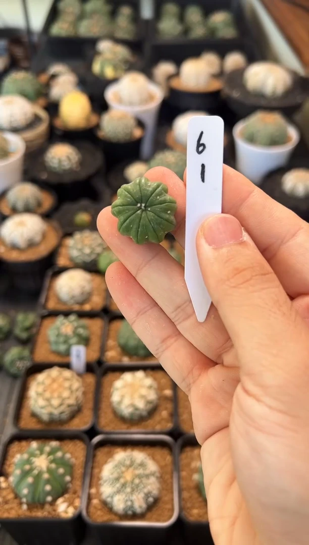 捏****❀不含盆土实生编码61