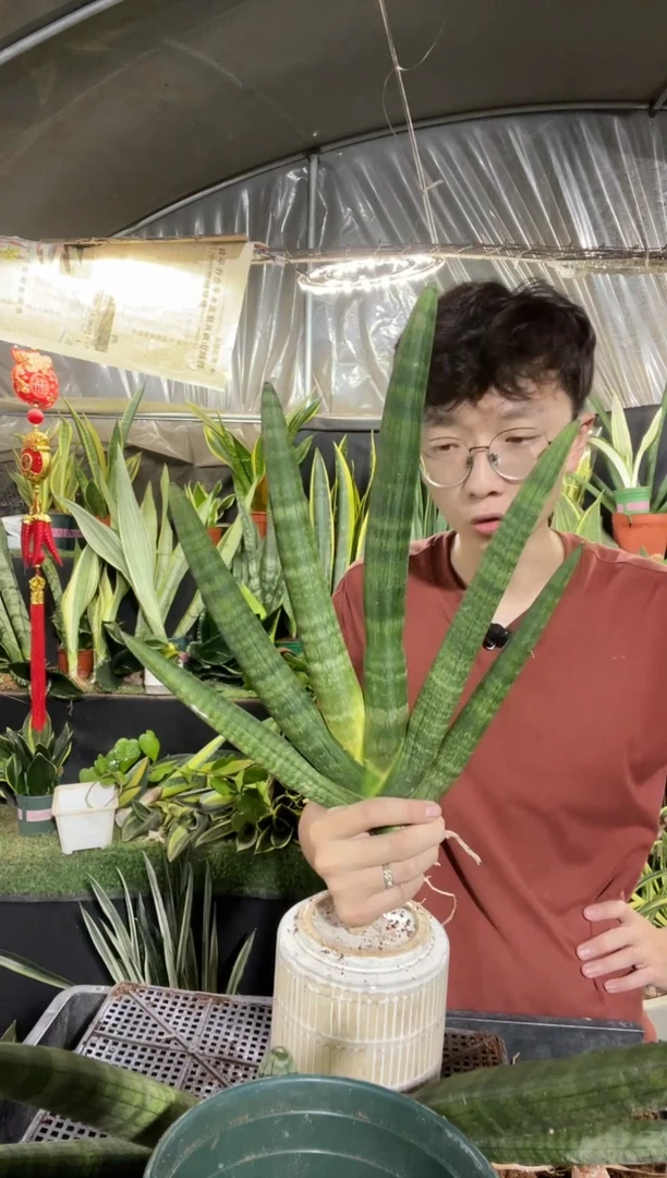 佛手兰裸根4叶起12.8