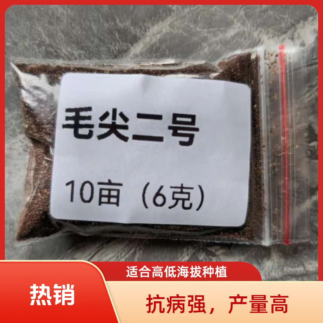 裸种毛尖二号抗病强，不易挂灰