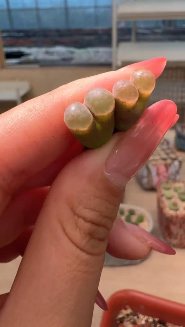 9-28多肉植物肉锥