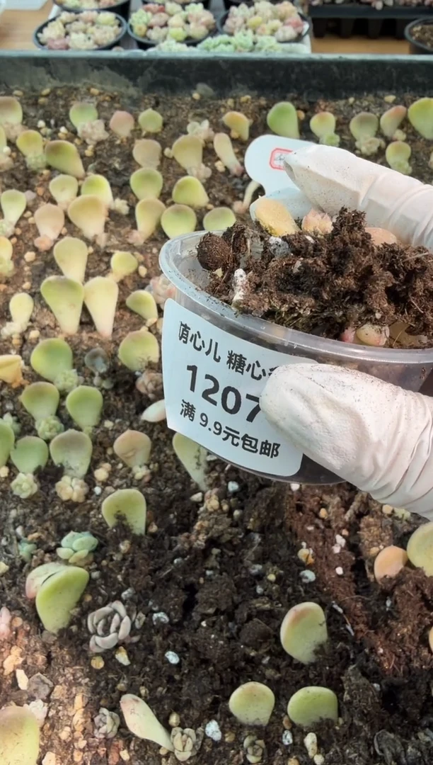 1207千金109小圆盒1盒10颗