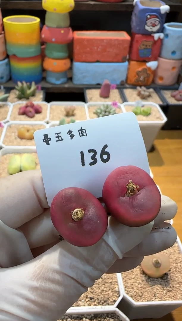 【闪购商品】25.1.22-136梦回