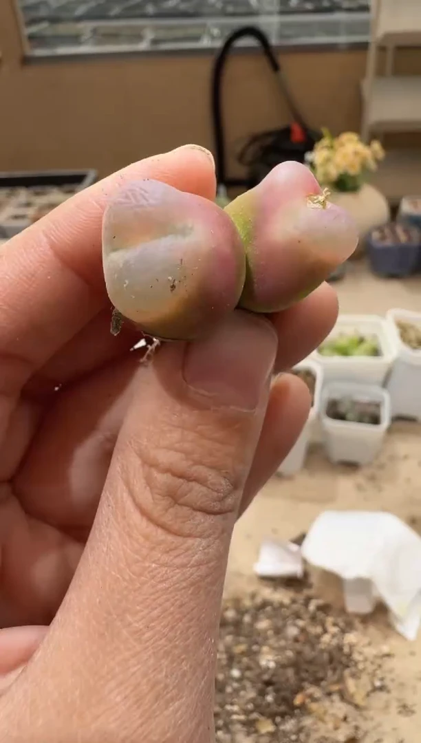 多肉植物肉锥3-330