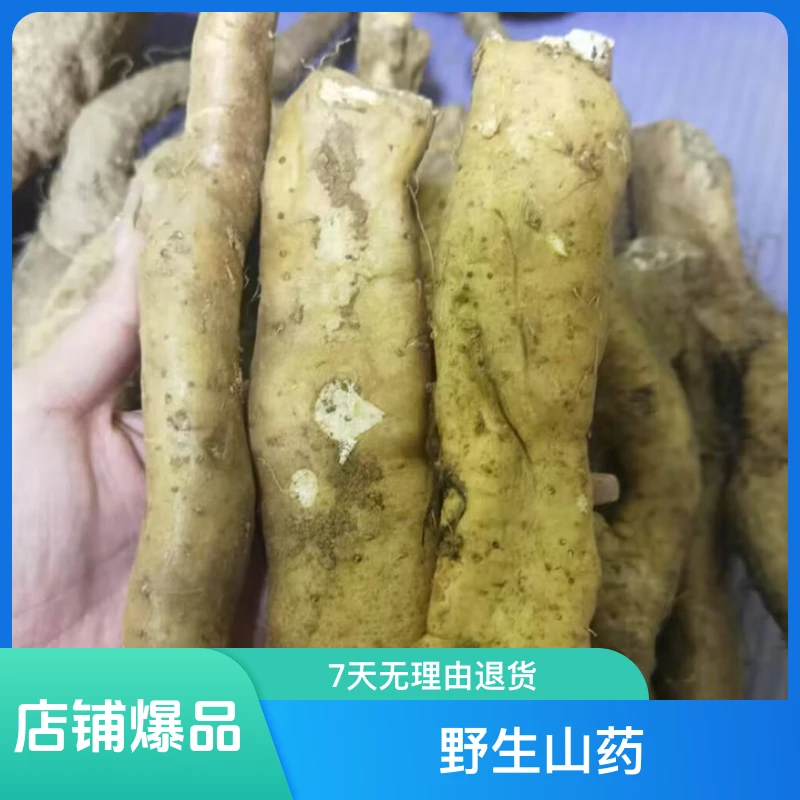 太行山宝泉野生风铃怀山药