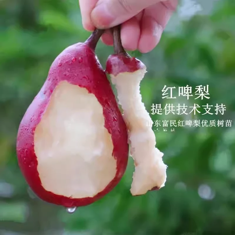 红梨树果苗嫁接红啤梨树苗巴梨西洋梨红皮梨苗红脾梨特大全红软梨