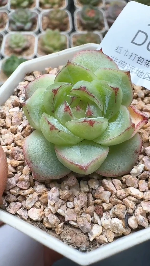 703D云禹多肉植物 带盆土纸巾打包 3颗包邮
