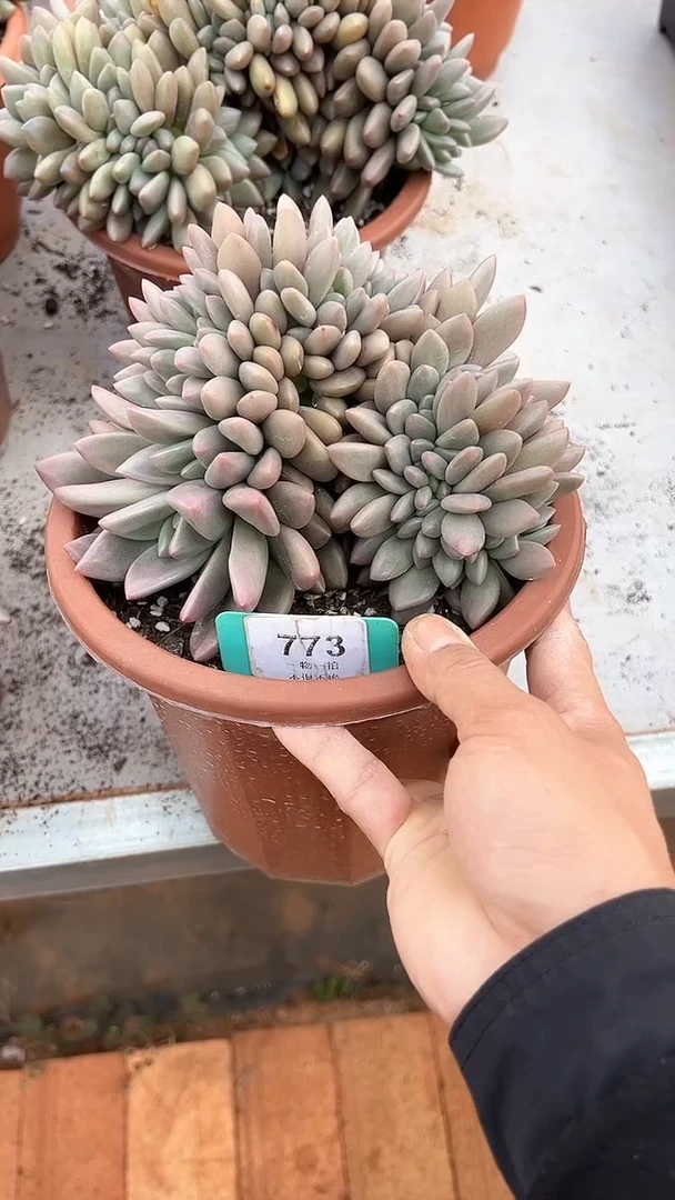 【闪购商品】773号桃花源缀