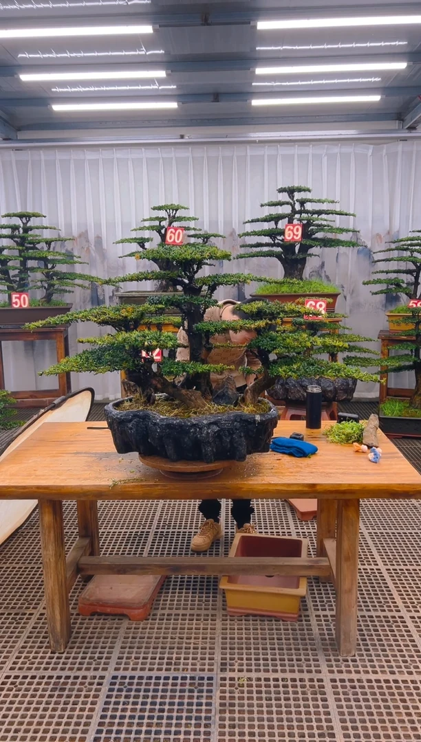【闪购商品】紫砂精品盆景直播间一物一拍