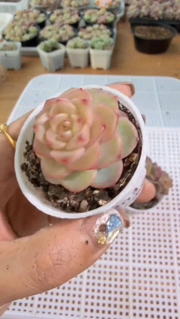 1203/B2 五方一盆 多肉