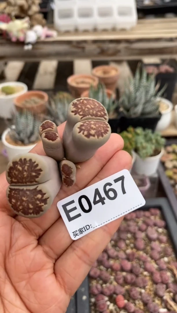 0467直播一物一拍