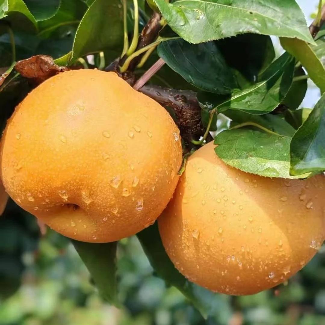 南棠（秋月梨容器苗）带杯带土发货成活率高