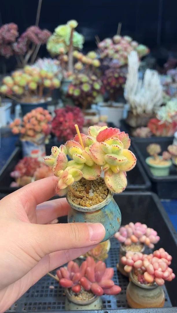 【闪购商品】194不带盆