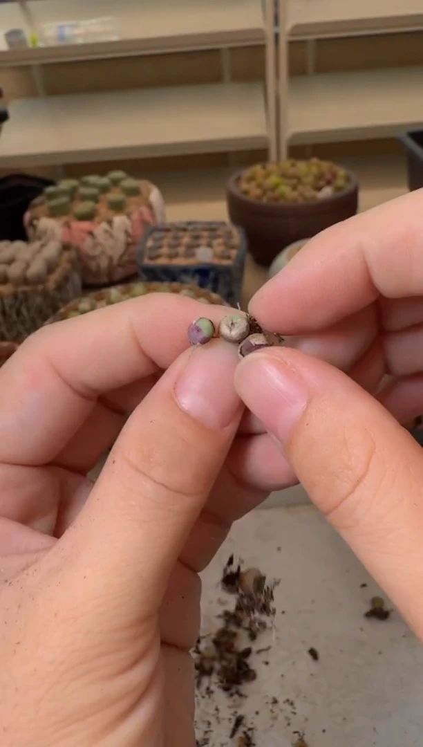10-115多肉植物肉锥