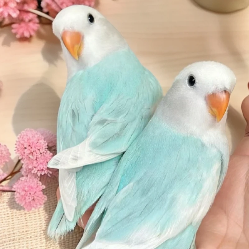 手养桃脸牡丹一物一拍（直播专属）