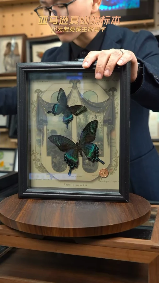 绿带翠凤蝶春夏型组合复古窗花款