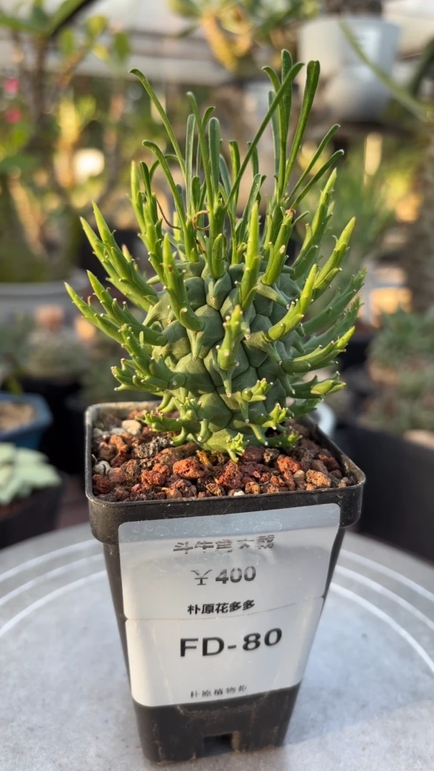 斗牛角大戟FD-80