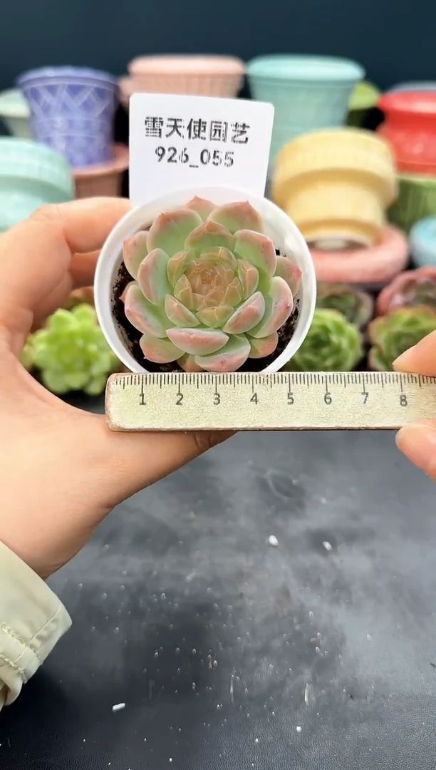 926-055青山（冠幅5cm）