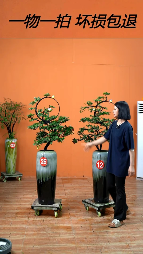 无花朵❌广东小叶紫檀