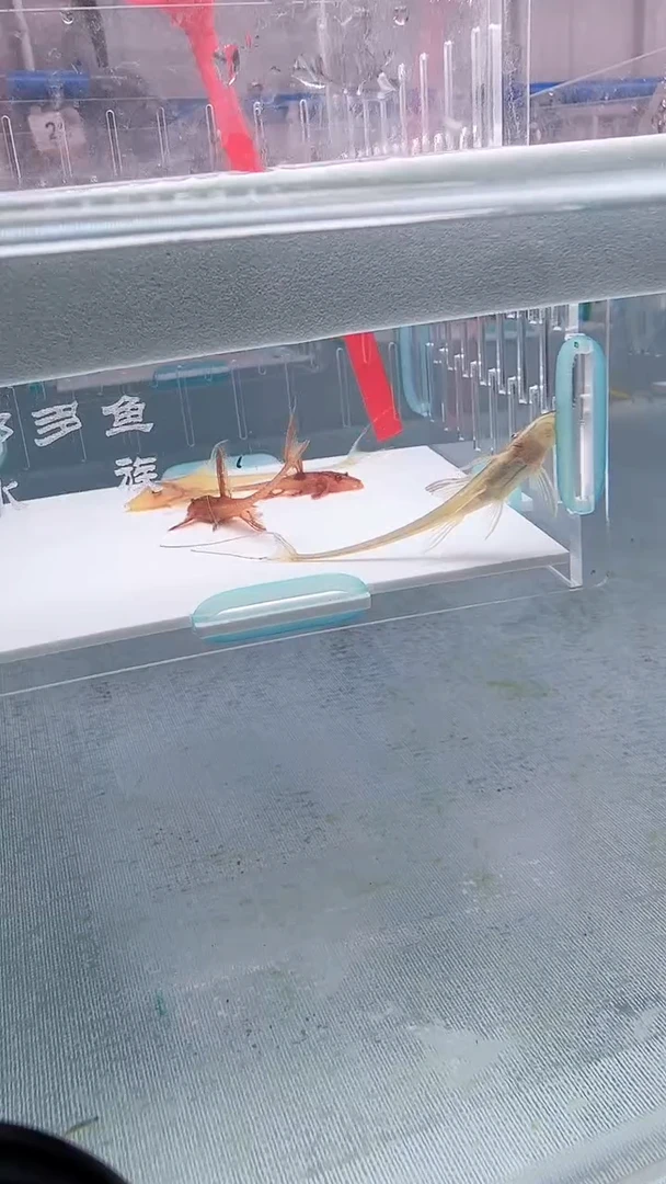 清道夫4+入缸不包损上鳍畸形106