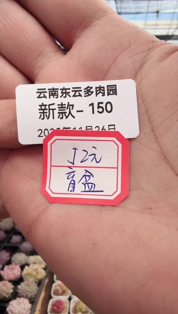 东云多肉园新款-150（52元盲盒）