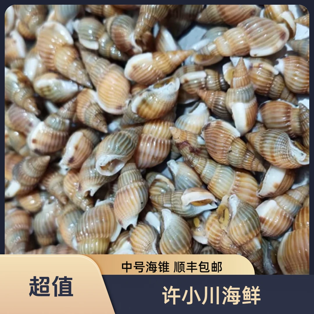东港 鲜活中号 海锥顺丰发货 保鲜