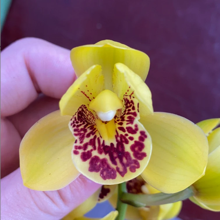 建兰 【金中国】清香 花期6-11月 好养易活