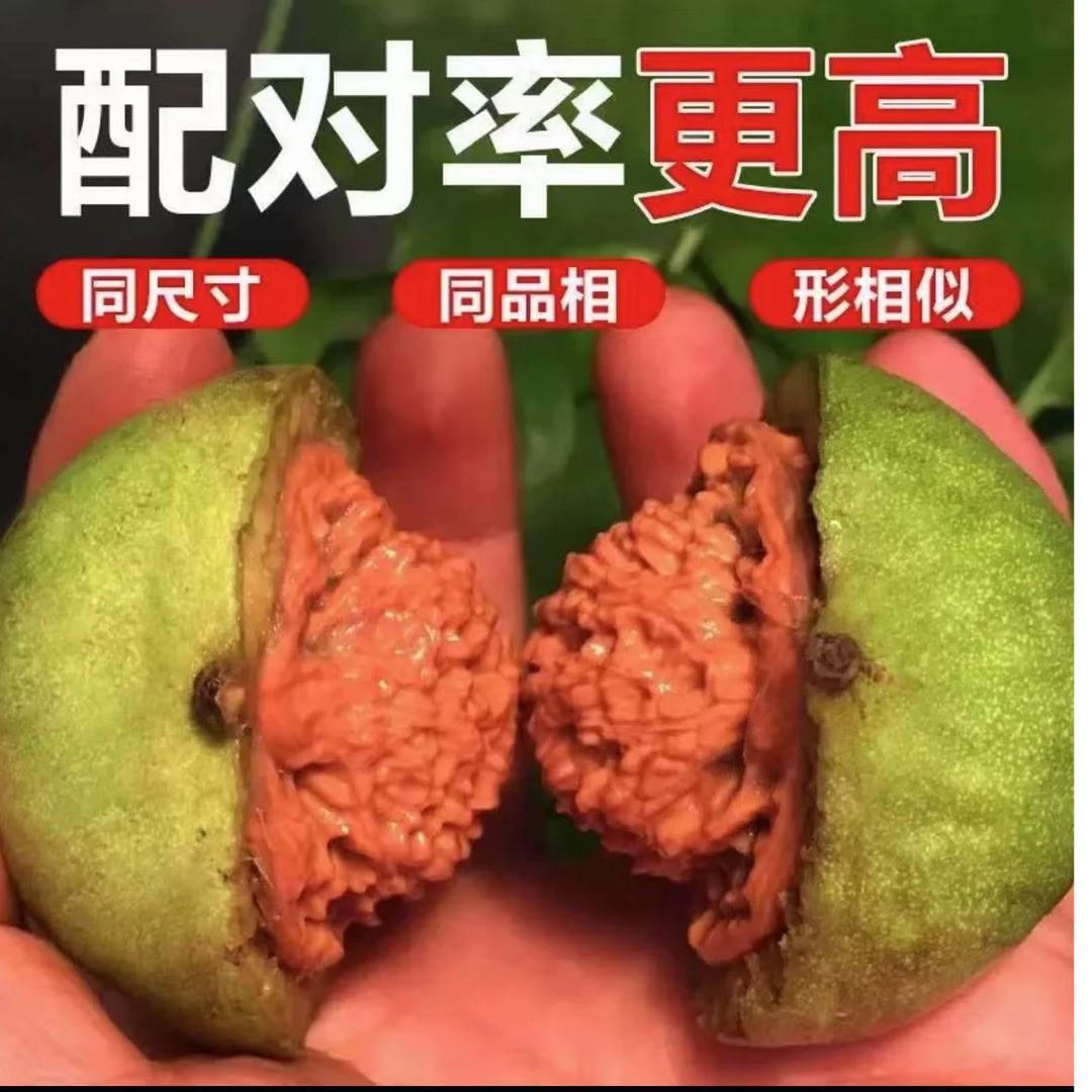 核桃青皮收藏把玩