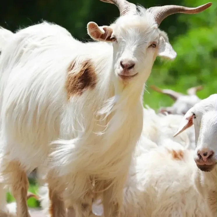 【全羊大礼包】黄河去皮羊新鲜现宰红烧烧烤冷链包邮发货