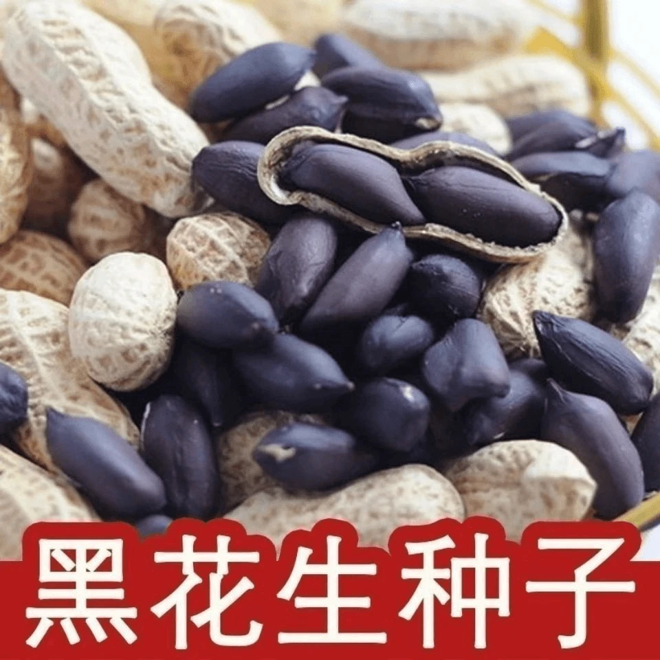 黑花生一号带壳黑花生种子老品种可再留种可生食可做种高产花生