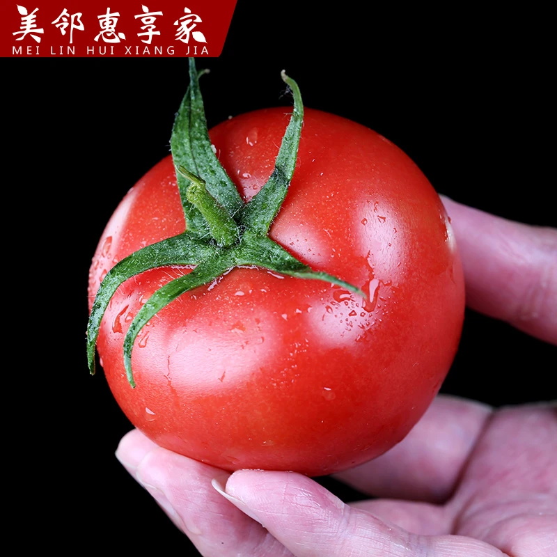 美邻惠享家大毛粉西红柿自然熟西红柿沙瓤红番茄孕妇水果产地直发
