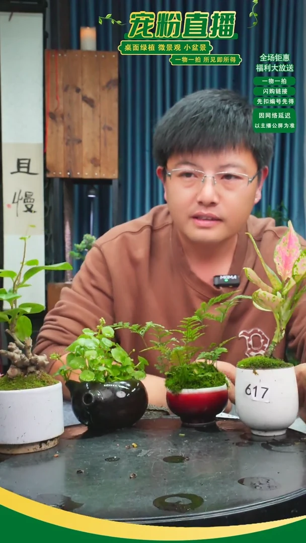 无花朵逗***宵苔藓微景观617号