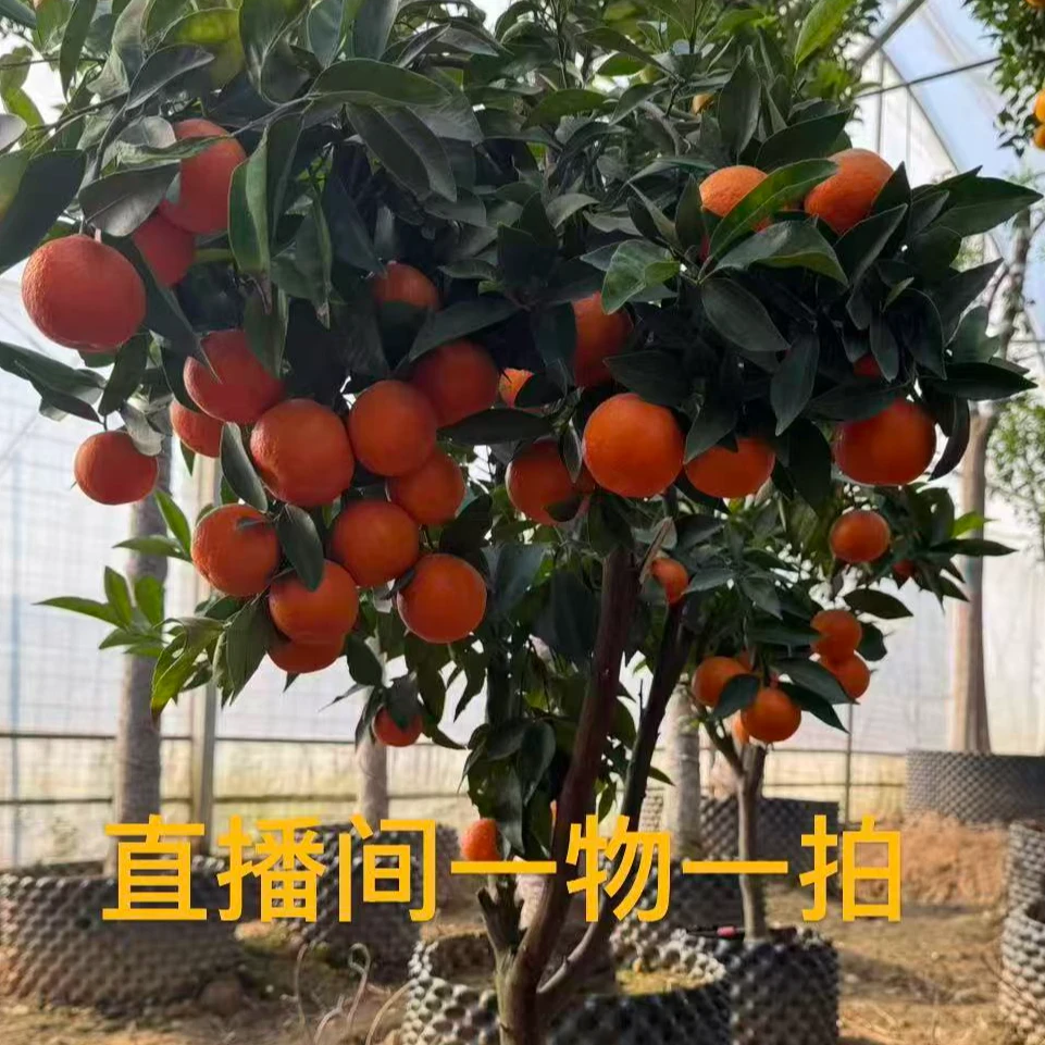 葡萄柚 胡柚 红美人 木瓜蜜丁橙