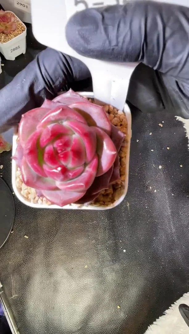 5-34 狂热3-4厘米 量拍发一颗