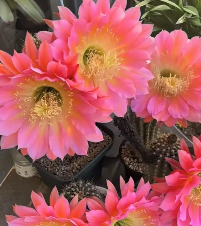 飞碟毛花柱 仙人球夏型种绿植盆栽桌面阳台