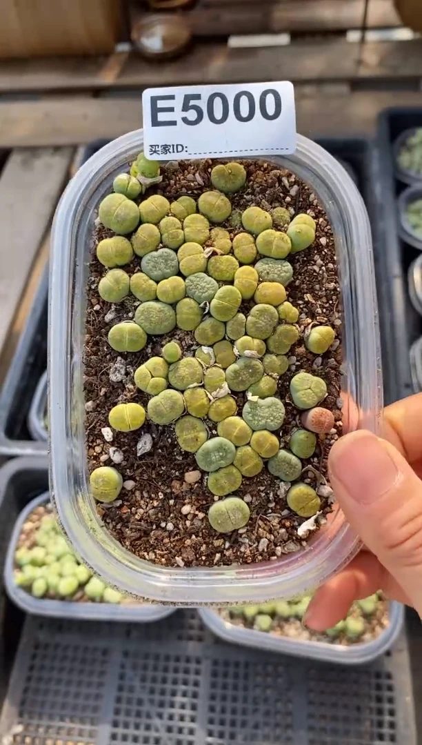 5000直播一物一拍