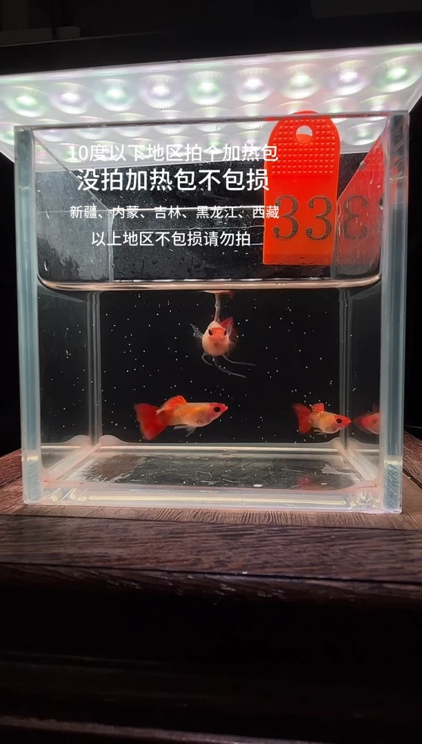 孔雀鱼虎斑黄化玻璃猫c编号33