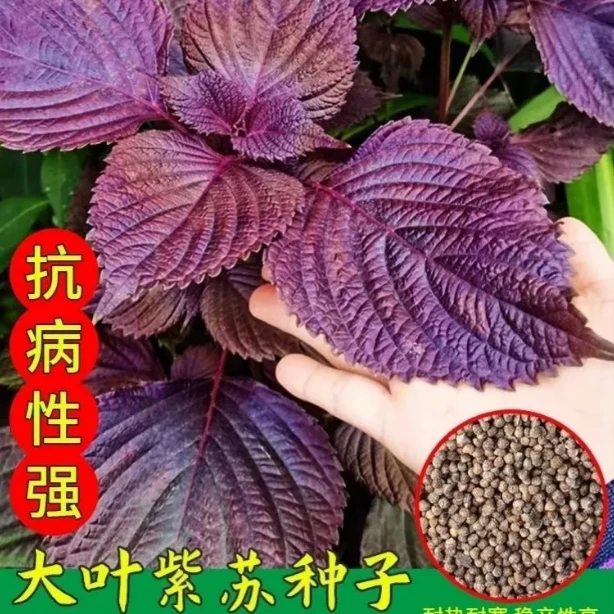 紫苏种籽可食用紫苏种子野菜紫叶调味料四季种植阳台庭院蔬菜种籽